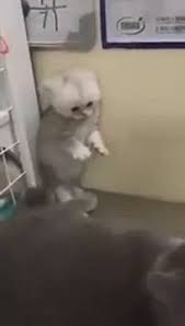قطة صغيرة Cute Cat Video In 2020 Cute Cats Cute Baby Animals Baby Animals