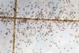 When it comes to pest removal like termites, ants, bees, fleas, and mice, our exterminators can handle it like no other! Why Do I See Random Ants In My Alexandria Home