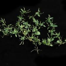 Image result for Justicia exigua