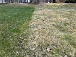 Check spelling or type a new query. Cut My Grass App Cheap Online