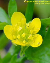 Image result for Pycreus muricatus