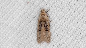 Image result for Altenia scriptella