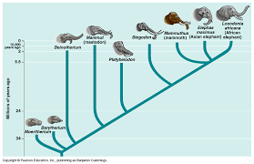 Darwin defined evolution as descent with modification, the idea that species change over time, give rise to new species, and share a common ancestor. Descent With Modification Produced By The Process Of Natural Selection On Individuals In A Population Evolution Innovation Strategy Pearson Education