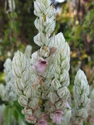 Image result for Justicia betonica