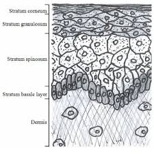 A diagrammatic view of a cross section of bone. Schematic Drawing Of Cross Section Of The Human Skin Download Scientific Diagram