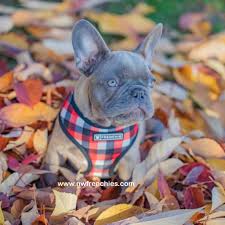 26,736 likes · 2,124 talking about this. Nw Frenchies Lilac French Bulldog Www Nwfrenchies Com French Bulldog Puppies French Bulldog Bulldog Puppies