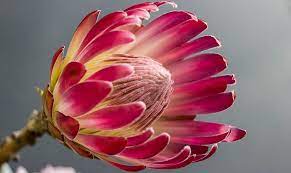 10 Fascinating Facts To Know About The Protea South Africa S National Flower Protea Flower Flowers Protea