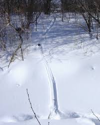 We did not find results for: Stories In The Snow Lake County Nature