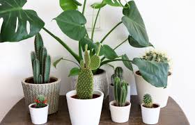 When the above doesn't work and you or your child or pet gets a handful of something nasty this is how to remove the different types of cactus spines 15 Low Maintenance Indoor Cacti And Succulents