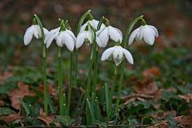 Snowdrops Planting Bulbs Plants Snowdrop Flower
