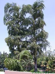 Image result for Caryota urens