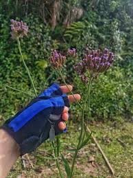 Image result for Buchnera affinis