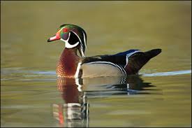 This information has been compiled from the nest box guide for waterfowl by ducks unlimited and the canadian wildlife service, environment canada; Biology And Management Of Wood Ducks In Missouri Mu Extension
