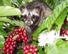 Kopi Luwak Civet Coffee Len S Coffee