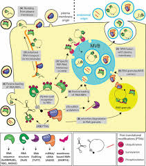 Raised by her aunt oralee smith and her uncle general lee smith in st. Obstacles And Opportunities In The Functional Analysis Of Extracellular Vesicle Rna An Isev Position Paper Mateescu 2017 Journal Of Extracellular Vesicles Wiley Online Library
