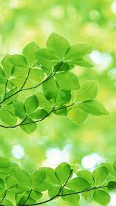 Nature Sunshine Green Leaves Iphone 6 Plus Wallpaper Nature Iphone Wallpaper Green Nature Green Nature Wallpaper