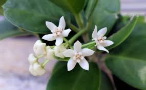 1167106 (for references in articles please use ncbi:txid1167106). Hoya Australis Care Made Easy Smart Garden Guide