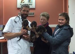 Ct scan bij de graafschap dierenartsen, hier zien jullie dierenarts tanya de bruin en simon schuurman aan het werk. Degraafschapdierenarts On Twitter Deze Schattige Teckelpups Zijn Op 11 11 18 Ter Wereld Gebracht D M V Een Keizersnede Vandaag Kwamen Ze Terug Bij Onze Dierenarts Simon Schuurman Voor Hun Gezondheidscontrole En 1e Vaccinatie Puppylove Teckel