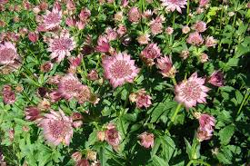 Image result for Astrantia major `Roma`