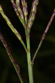 Image result for Phacelurus