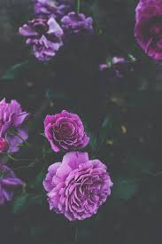 Feb 19, 2021 · tons of awesome daisy aesthetic wallpapers to download for free. Wallpaper Bunga Ungu 3704x5549 Wallpaper Teahub Io