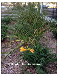 We did not find results for: Heidi Horticulture Why I Remove All Hemerocallis Leaves In Early August