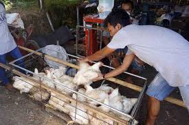 Anda mencari informasi harga ayam potong hari ini ? Harga Ayam Pedaging Di Tingkat Peternak Berangsur Normal Apa Sebabnya Ekonomi Bisnis Com