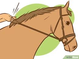 Download nu gratis een kleurplaat van een paard, print ze uit en het kleuren van de kleurplaat kan beginnen! Een Paard Laten Stoppen Met Bokken Wikihow