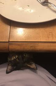 Ellas Table Manners Are A Work In Progress Cat Boarding Table Manners Cats
