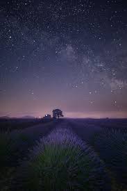 lavender field at night night landscape night landscape photography night sky photography