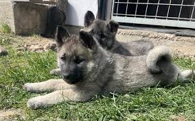 Image result for norský losí pes šedý