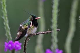 Image result for Commicarpus helenae