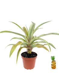 Image result for Ananas comosus