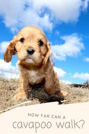 May 06, 2021 · best answers. How Far Can A Cavapoo Walk Puppy Age And Maximum Distance Guide Oodle Dogs Cavapoo Dog Facts Puppies