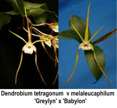Image result for Habenaria aberrans