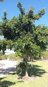 Image result for Millettia pinnata