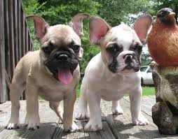 Buy and sell on gumtree australia today! French Bulldog Puppies Akc Champ Sired Awesome For Sale In Newberry South Carolina Classified Americanlisted Com