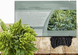 Image result for Amaranthus