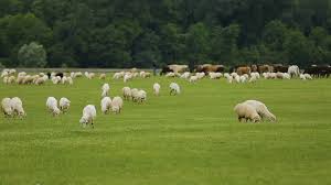 Sheep And Cattle Animals Grazing In Meadow Farming Business In Rural Area Stock Footage Grazing Meadow Animals Sheep Farming Business Cattle Sheep