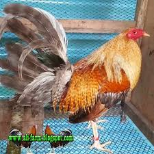 Ali Farm Jual Ayam Filipin Import Ayam