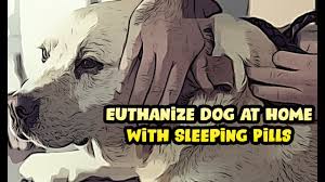 Several dog lovers and owners make use of sleeping pills to euthanize their pets. Euthanize Dog At Home With Sleeping Pills 2021 How To Put Dogs Down