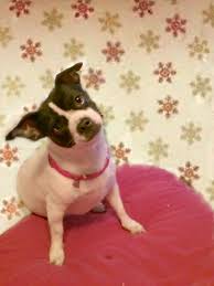 Image result for abscess dog's ear flap