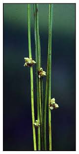 Image result for Schoenoplectiella articulata