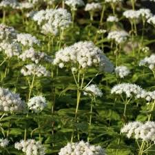 Image result for Ageratinastrum