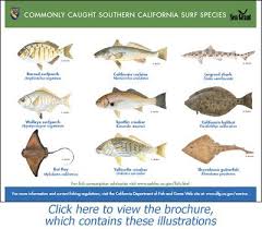Guide To California Beach Fishing California Surf Beach Fishing Fishing Places