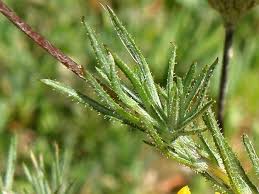 Image result for Leysera