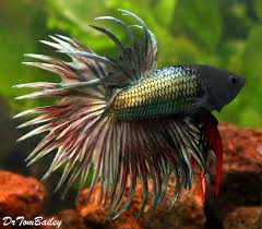 Direct from the best breeders in thailand and indonesia. Premium Male Green Crowntail Betta Fish