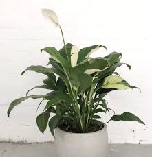 Image result for Spathiphyllum