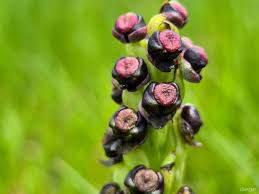 Image result for Corycium dracomontanum