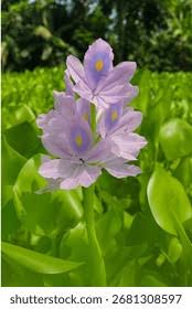 Image result for Pontederiaceae